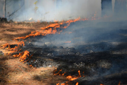 a wildfire burning across dry forest ground